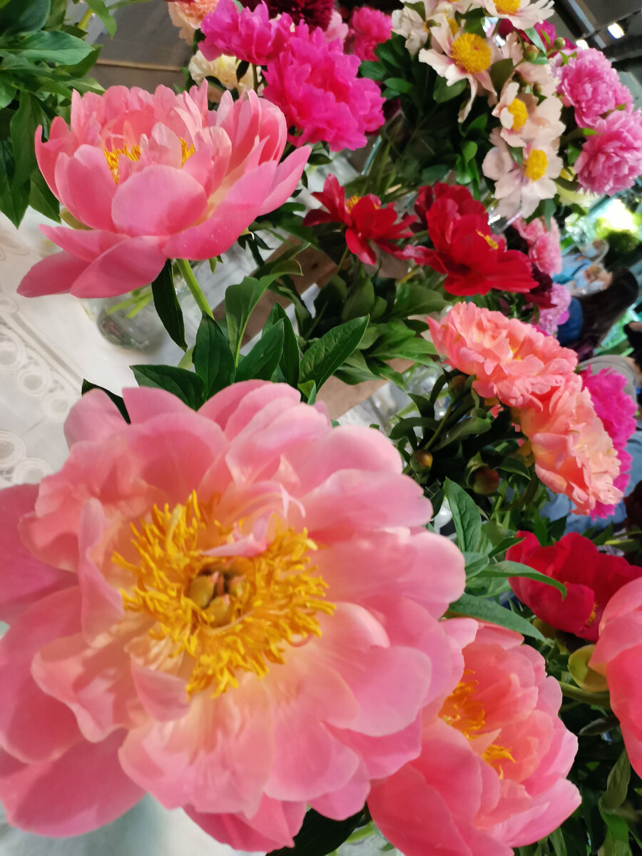 Пиончики  тоже классные. 