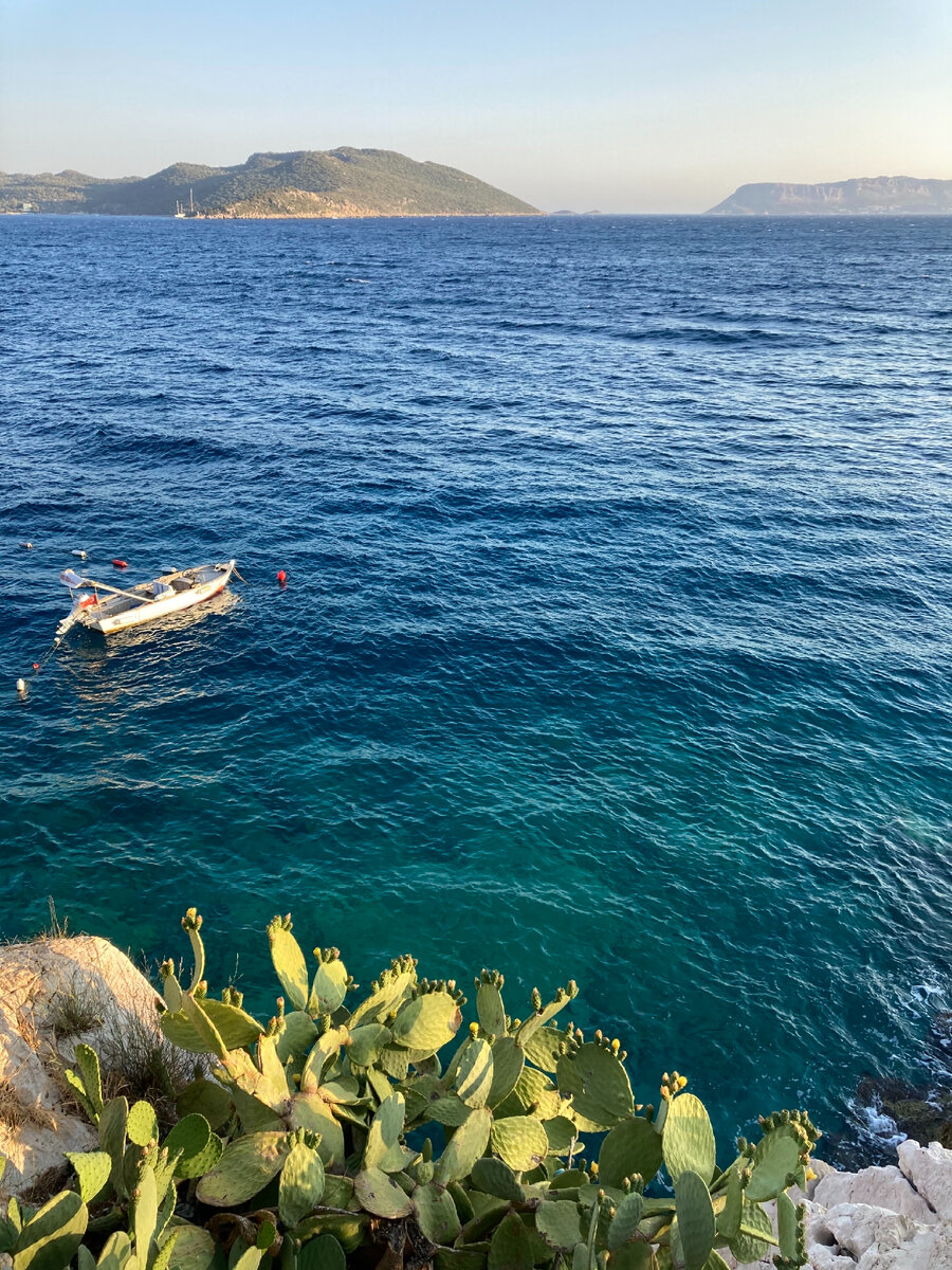 Кактусы прямо на берегу моря, а в море - черепаха