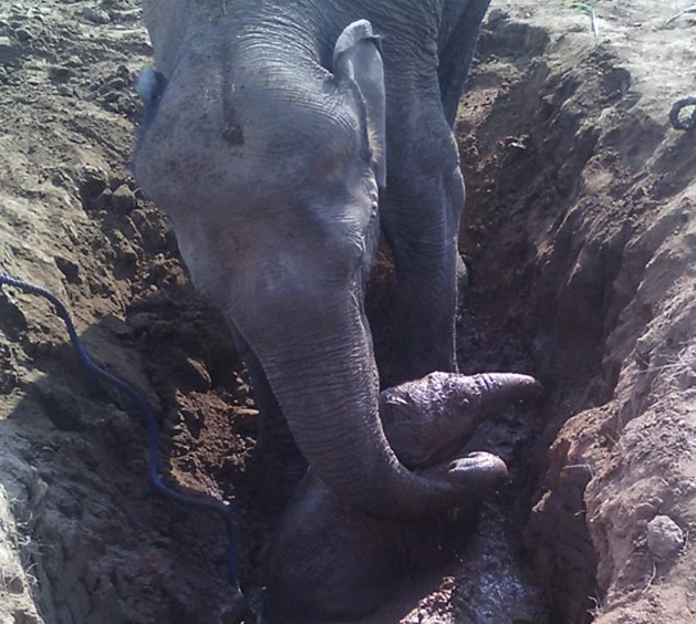 Не смогла остаться равнодушной к этой истории и, хочу поделиться ей с вами.-14