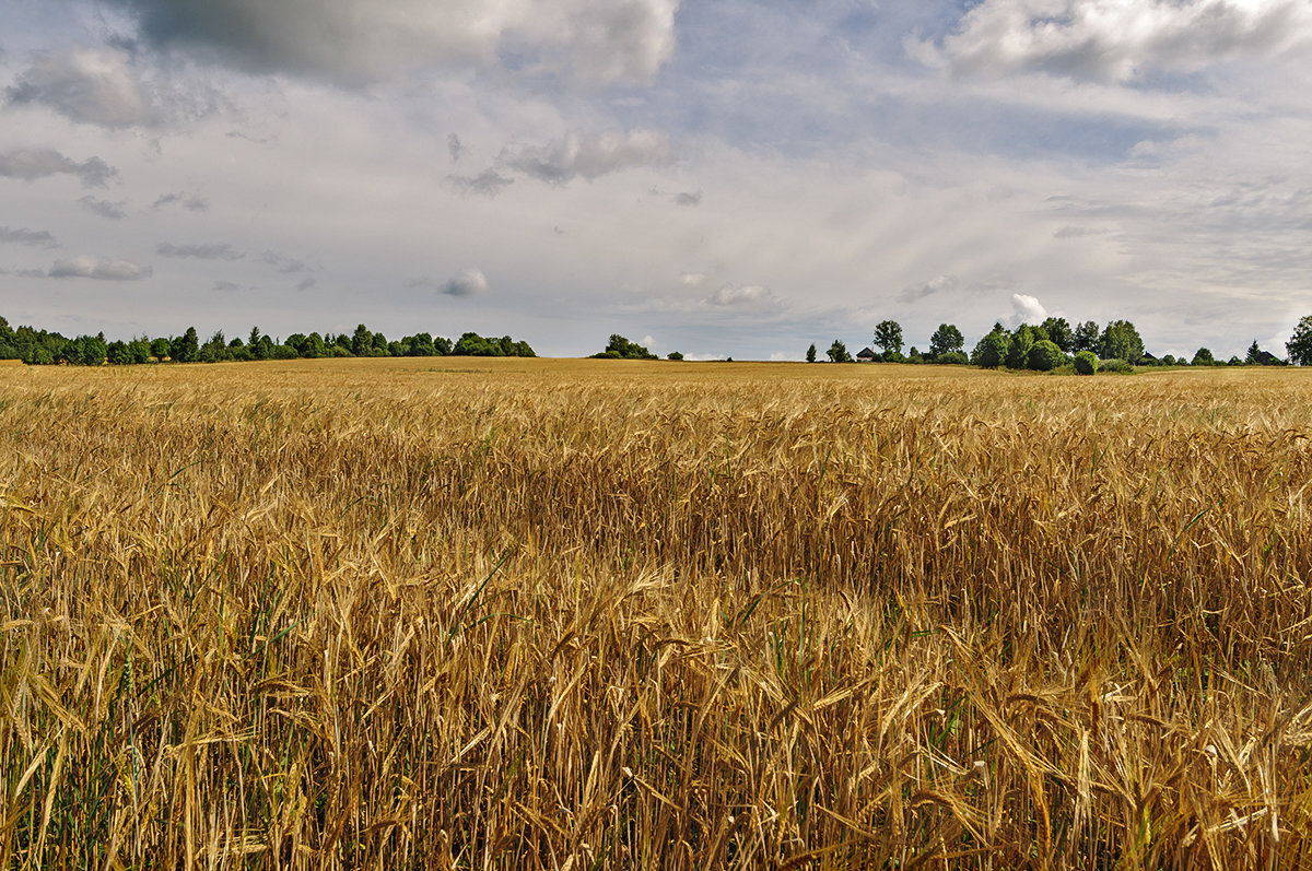 Русское поле, русское поле - пусть я давно человек городской