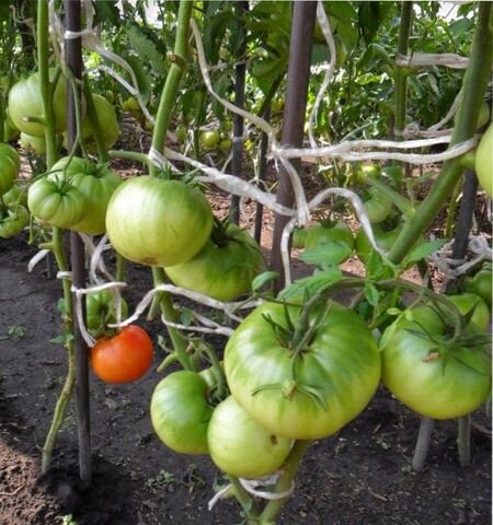 удаление листьев томата