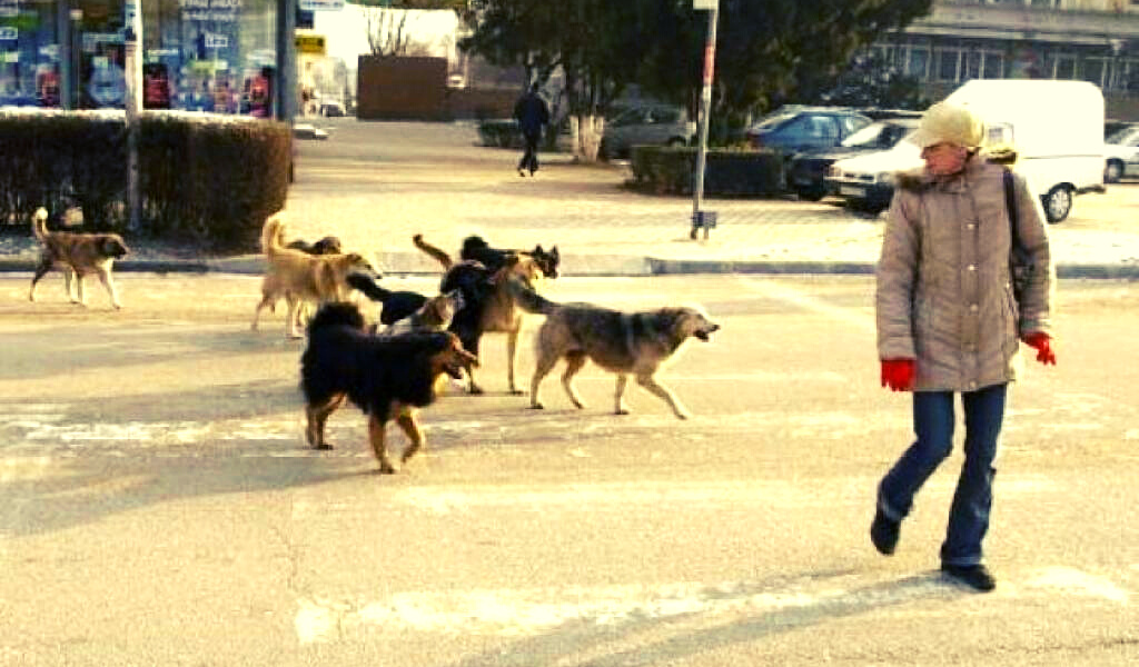 Злые собаки в городе