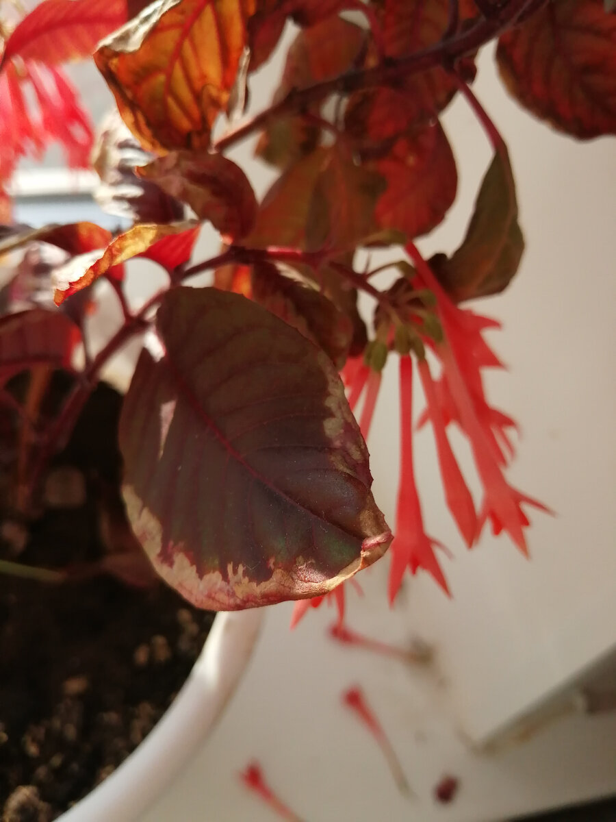 Солнечные ожоги