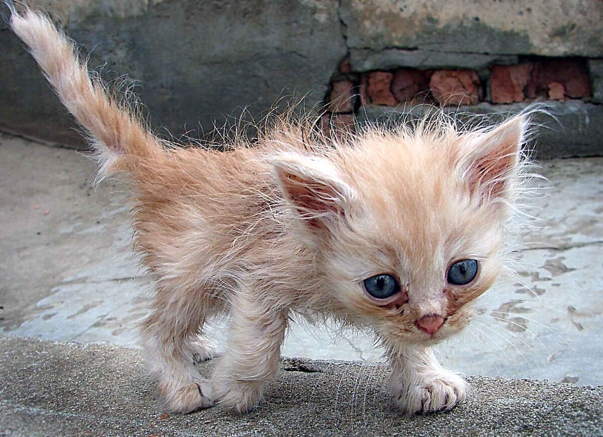 Жалкий котенок