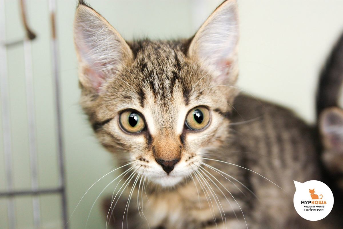 Заводной котомоторчик Шаурма.