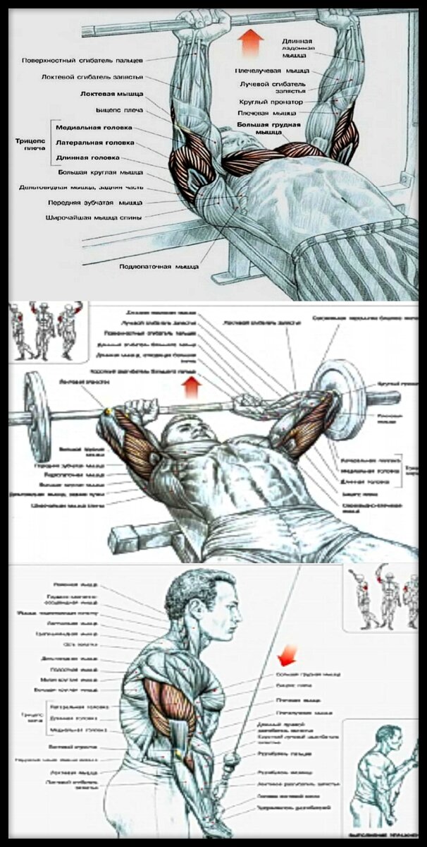 Программа на бицепс и трицепс. Анатомия силовых упражнений бицепс. Дэлавье "анатомия силовых упражнений". Как делать трицепсовый жим.