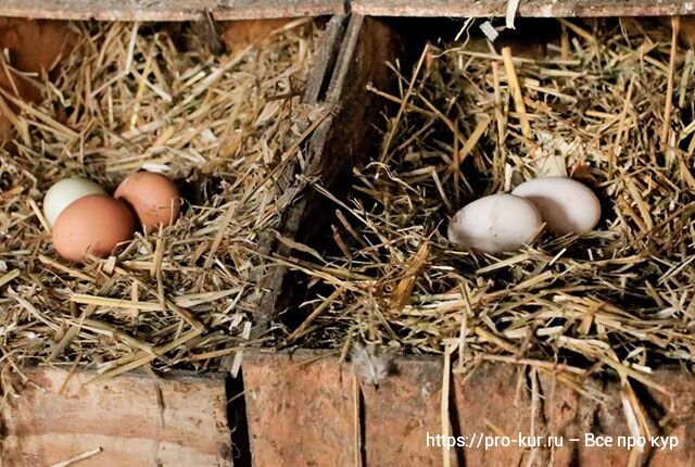 Добрый день. Поговорим про виды гнезд для кур несушек и особенности их постройки своими руками. Куры в домашнем хозяйстве – это не только диетическое мясо, но и источник получения яиц.-2