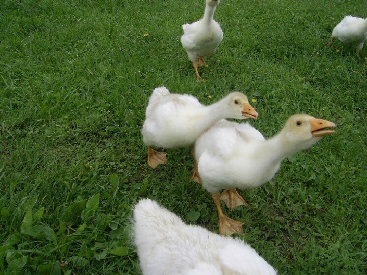 Рыбалка в Ромашково (платник в Одинцовском районе Московской области)