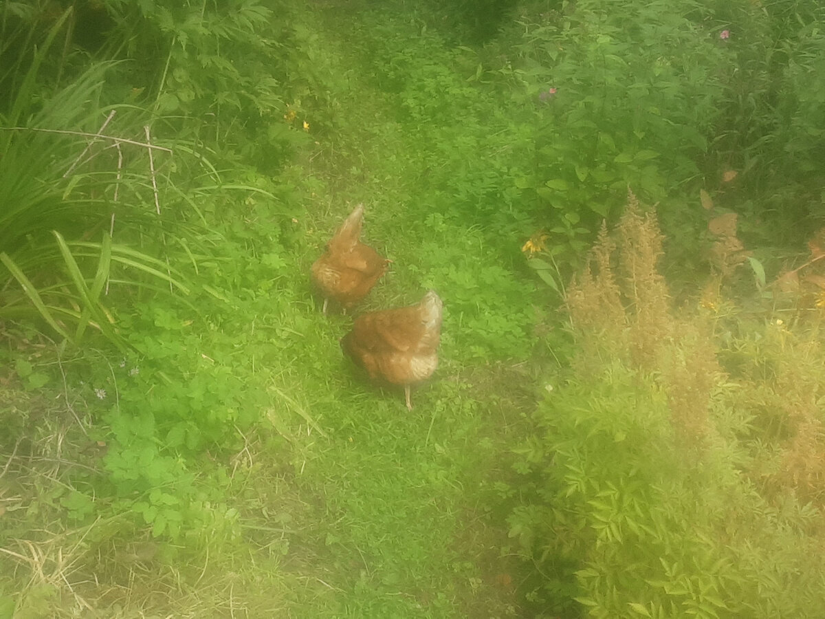 Нет, курами соседи еще не обзавелись, эти две бесхозные курицы просто бродили по их и по моему участкам. Фото автора.