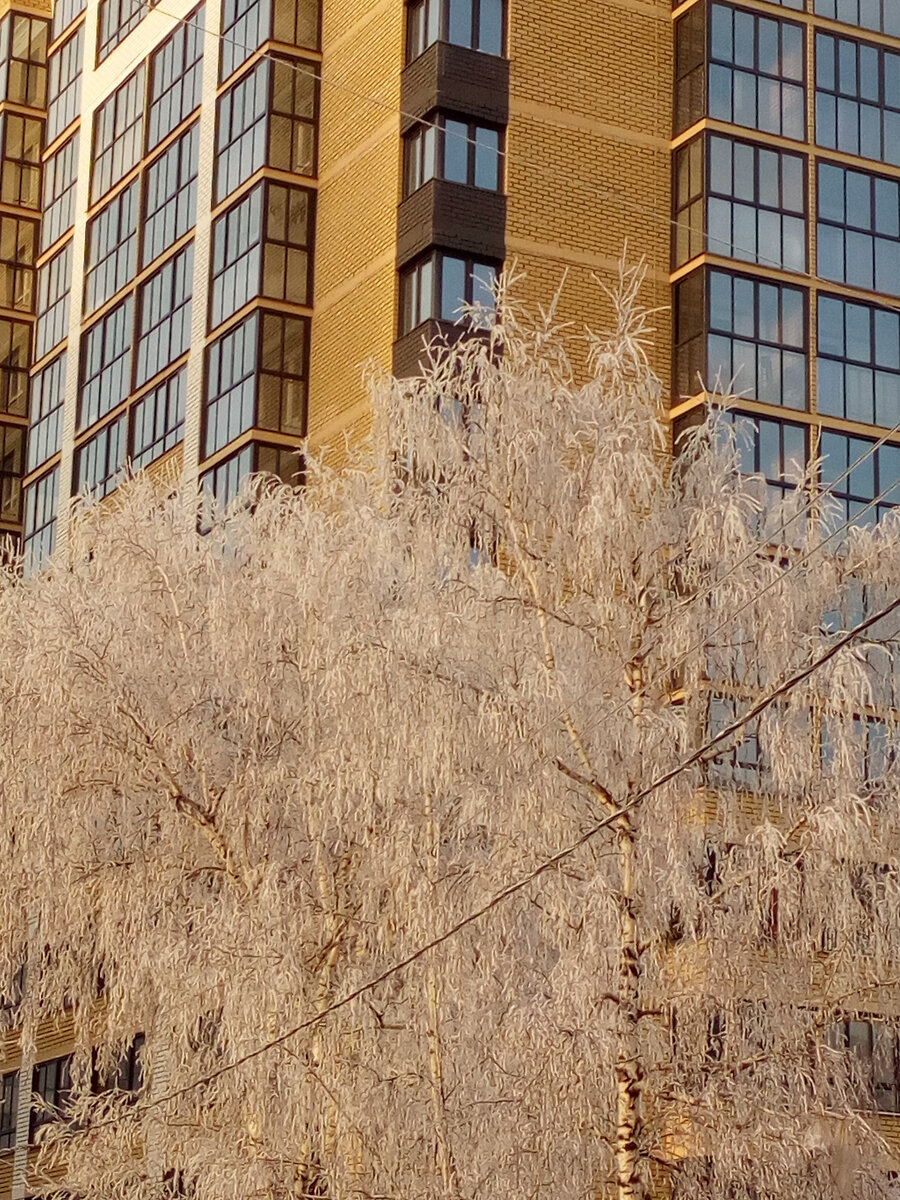 Красиво в эти морозные дни у нас в Барнауле. Новостройки украшены деревьями в снежных кружевах...