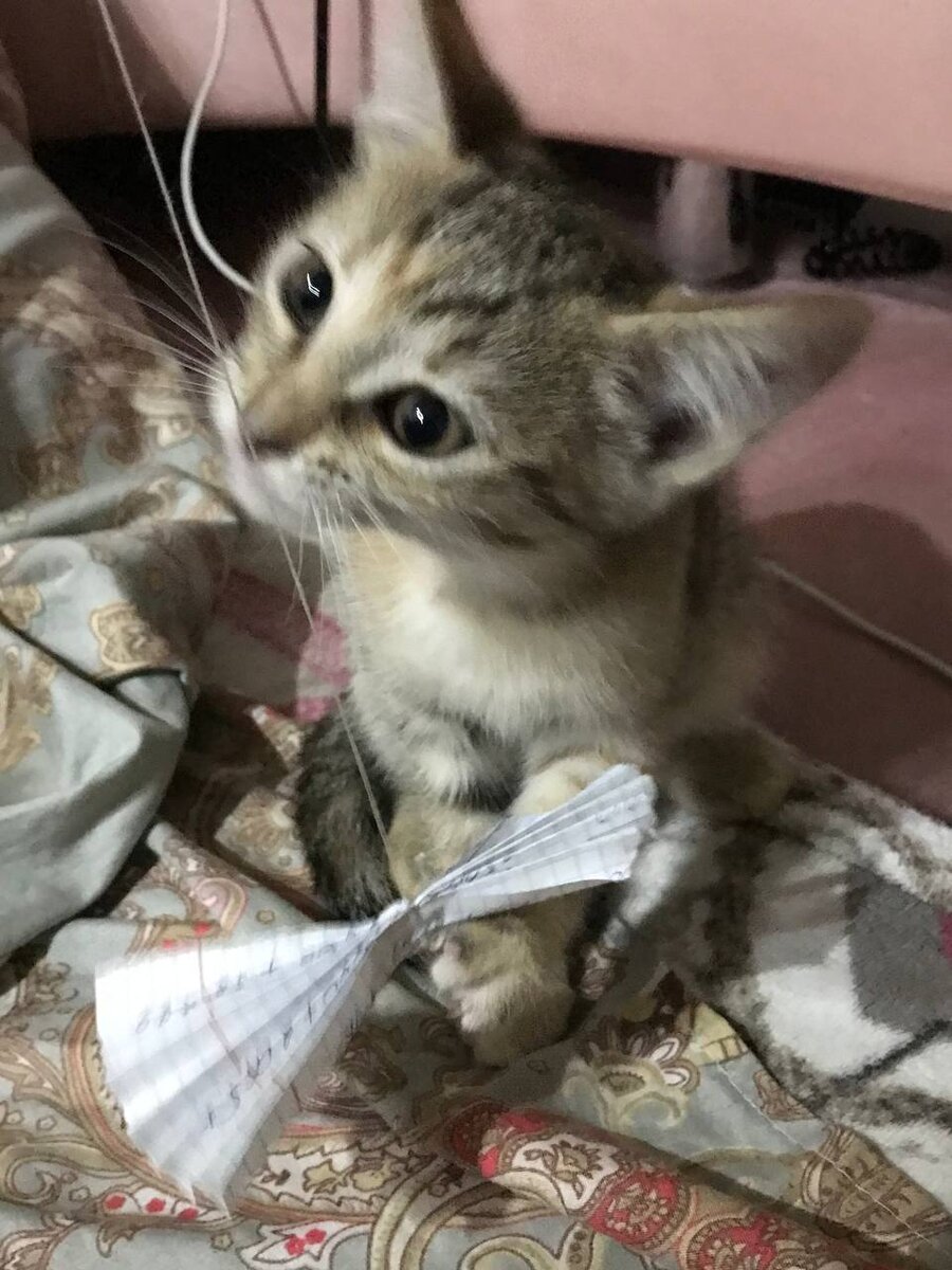 Первый день у нас дома, сделал для неё простую игрушку. «Изучает» её.