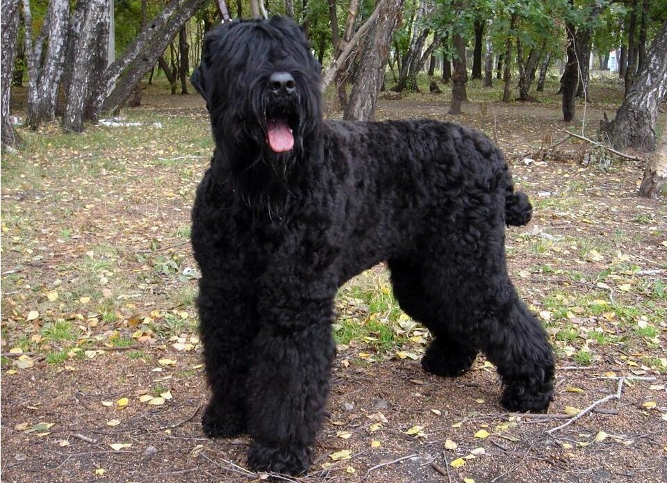 Гордость российских кинологов (Фото: https://apkpure.com/black-russian-terriers-puzzle/com.dogpuzzles.BlackRussianTerriersPuzzle)