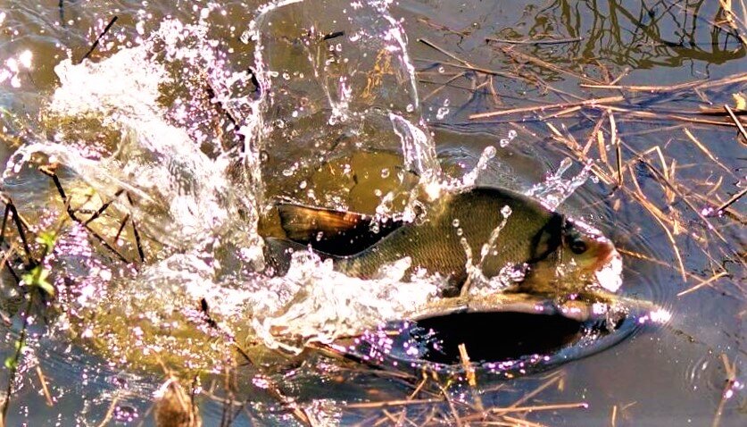 Нерест леща