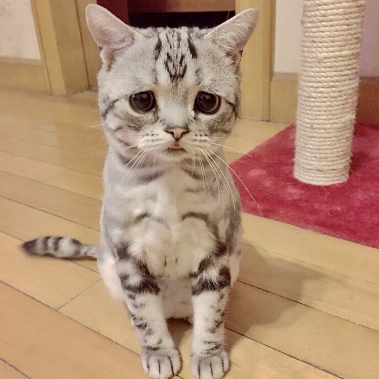 Кошки манипулируют людьми 