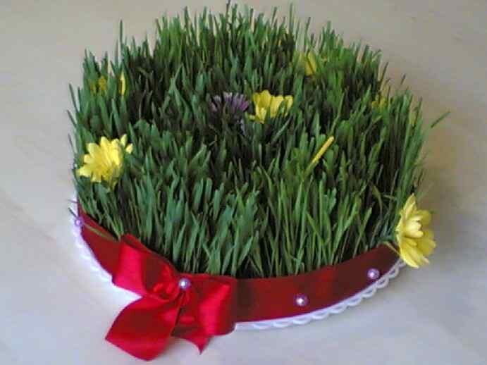 Пророщенное зерно, как дар солнцу, нам так не хватало зелени всю эту долгую зиму.