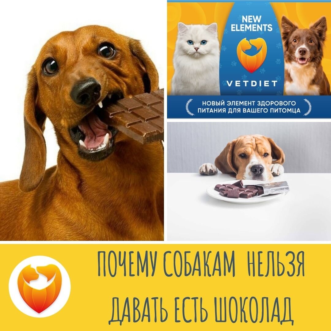 Можно ли давать собакам шоколад