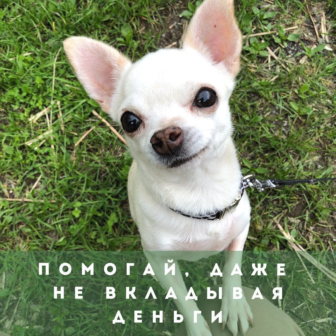 Это моя вторая сяобяо, преодолевшая море трудностей на пути ко мне