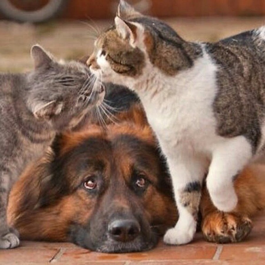 приколы с котами, коты приколы, смешные кошки, приколы про котов, приколы с кошками, happy day, кошки, кошки приколы, лучшие приколы, 