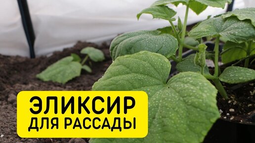 это средство преобразит вашу рассаду, эликсир для рассады