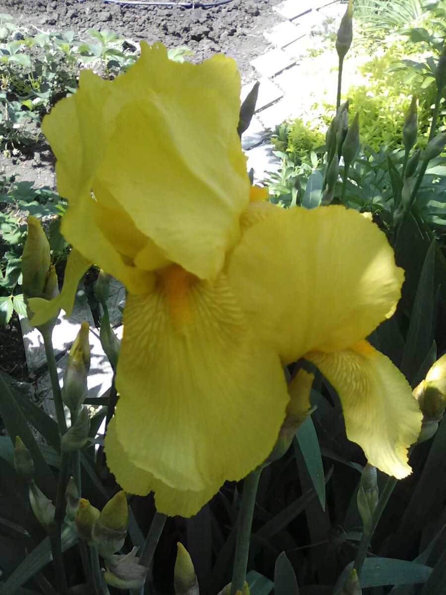 Мамин сад! Фото делала она сама! Сделано с любовью! Помните , я рассказывала о 100500 ирисах , что ей мой папа подарил? ? Расцветают по всему саду!  Буду радовать вас и себя! #саммальпрокрасотувокруг 

И песня крутая! Слова 🔥 огонь! 

Прекрасного тебе дня!! 

#маминсад #саммальпрокрасоту  #краснодар #ирисы #любовь #цветы #мама #москва #одинцово #одинцовосити