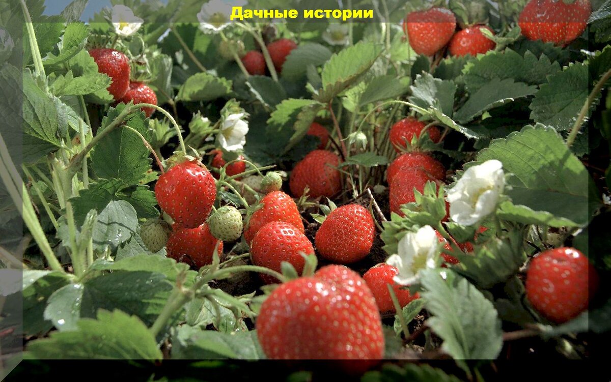 Пятнадцать тезисов о клубнике для начинающих: схема посадки, подкормки,  борьба с вредителями и болезнями и многое другое | Дачные истории | Дзен