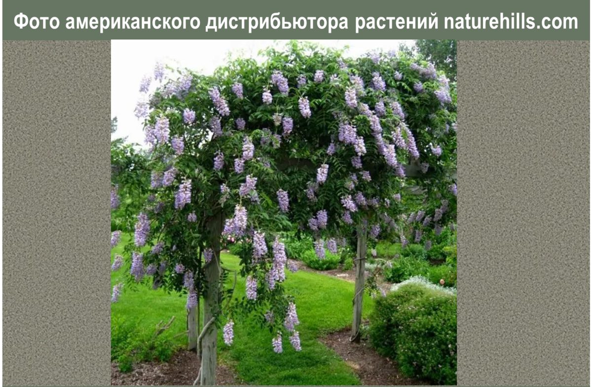 Hardy Blue Moon Wisteria Vine ароматный ноги длинные цветы садовые декоративные 