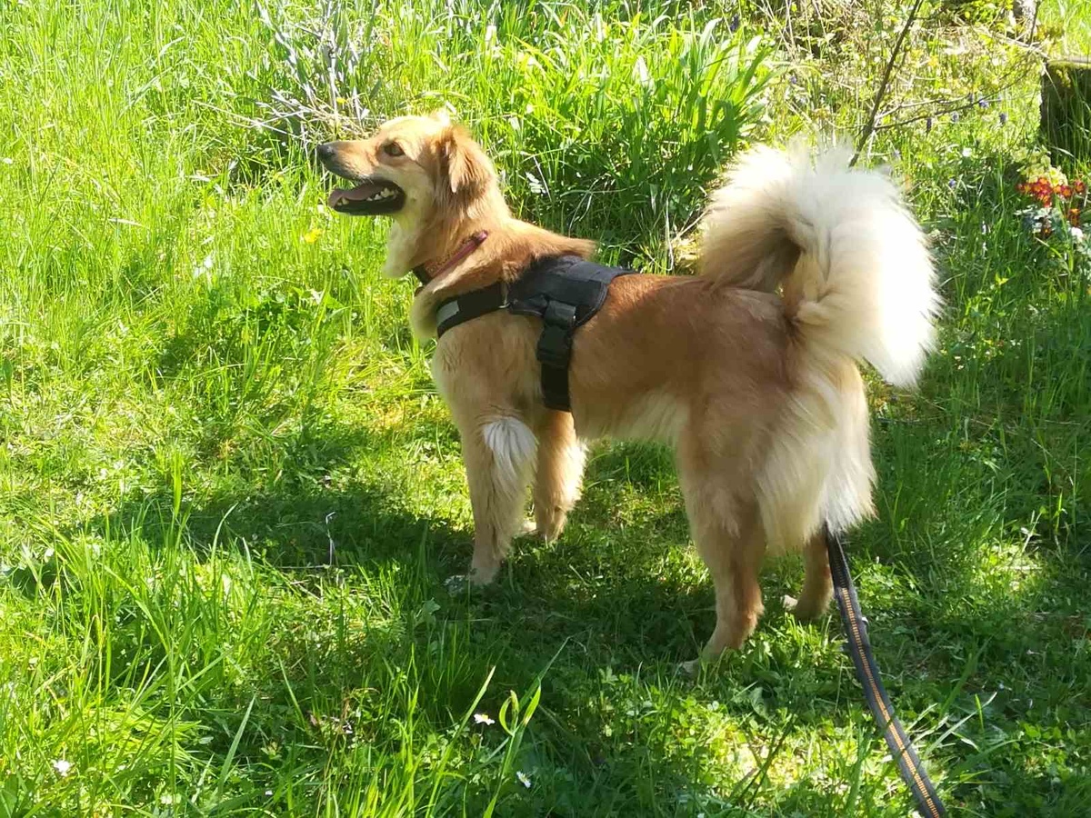 Счастливая лисёнка на прогулке - Германия 