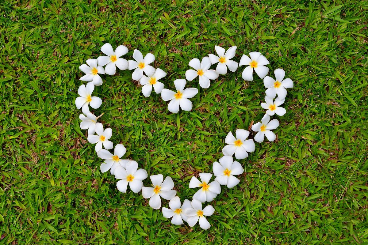     8 комнатных растений, которые могут помочь в любви, если верить народным приметам