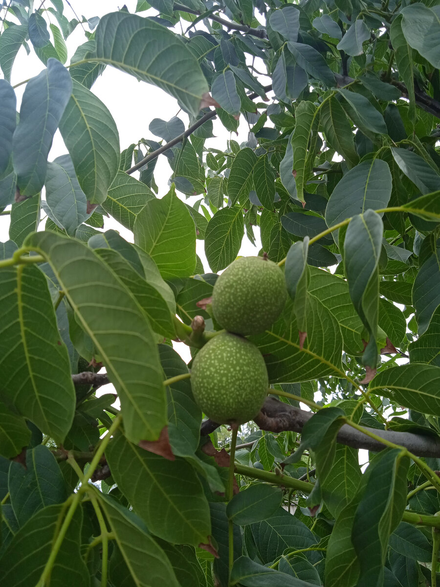 Наше молодое дерево грецкого ореха, мешками, как местные, мы не собираем, даже ведро пока не набирается