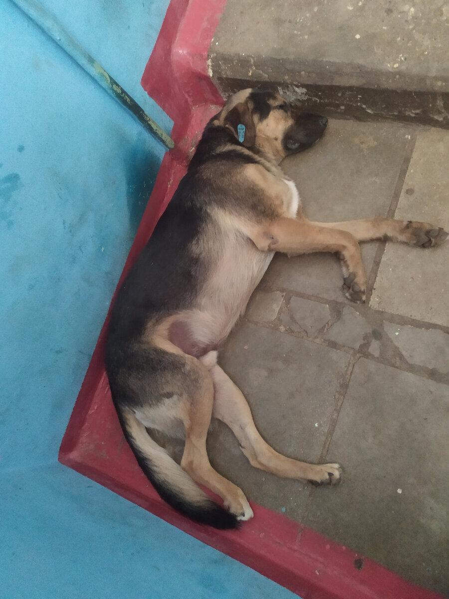 Наш подъездный Бим