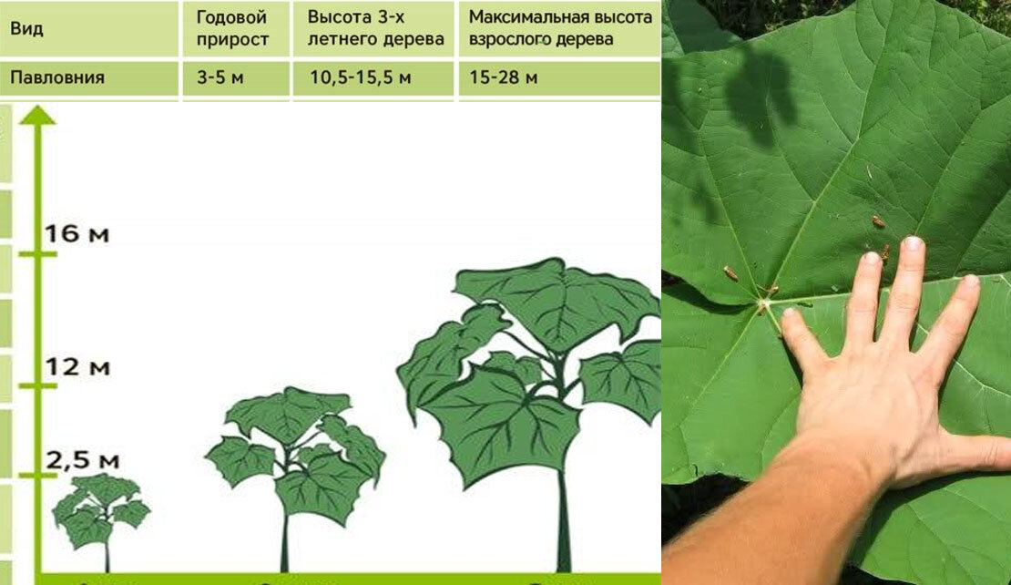 Схема посадки павловнии