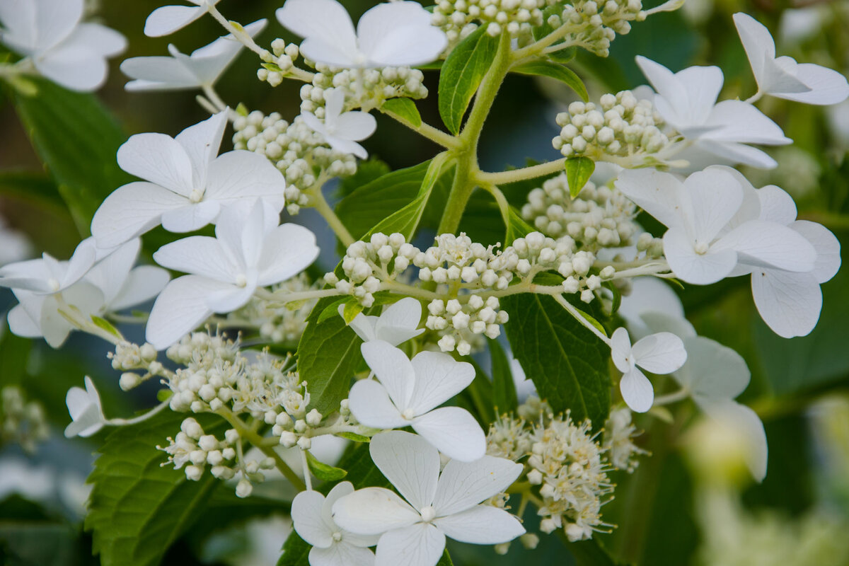 Метельчатая гортензия Левана Фото Зеленой стрекозы