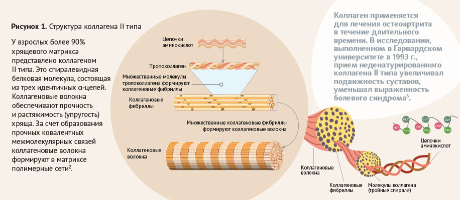 Коллаген для суставов какой тип