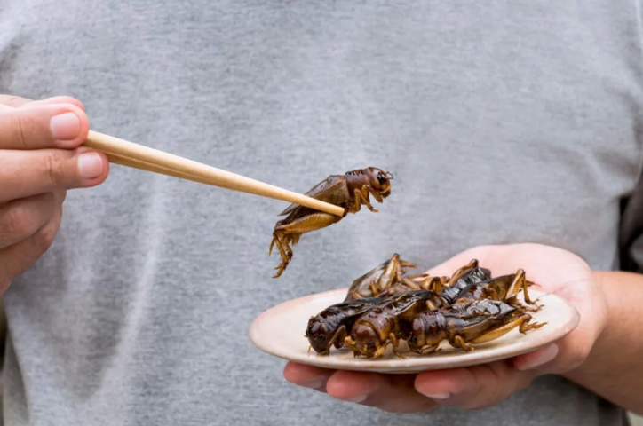 Почему нас призывают есть жуков, червяков и сверчков? Есть ли в них реальная 