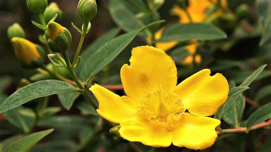 Декоративный зверобой крупноцветковый фото Зверобой Волосистый (Hypericum hirsutum): Природное Богатство Зеленый рай Фотога