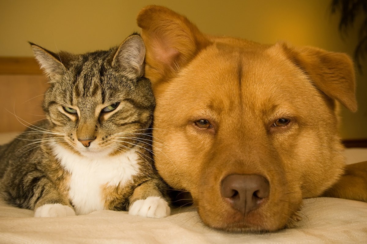Люди считают кошек и собак животными-антагонистами, враждебно настроенными друг к другу. Но правильнее говорить о поведенческих, психологических различиях, которые препятствуют их взаимопониманию.