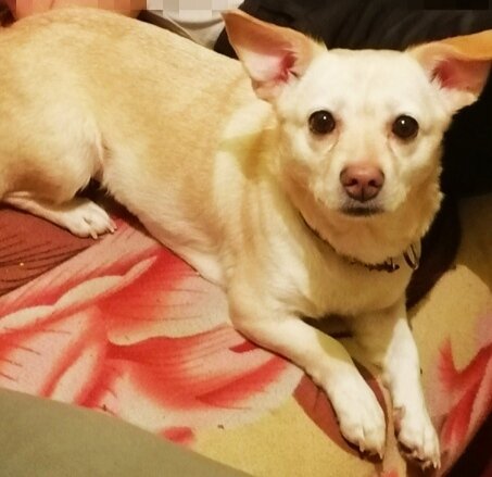 Кнопа, 4 года, стерилизованная. Комнатная малявка. 