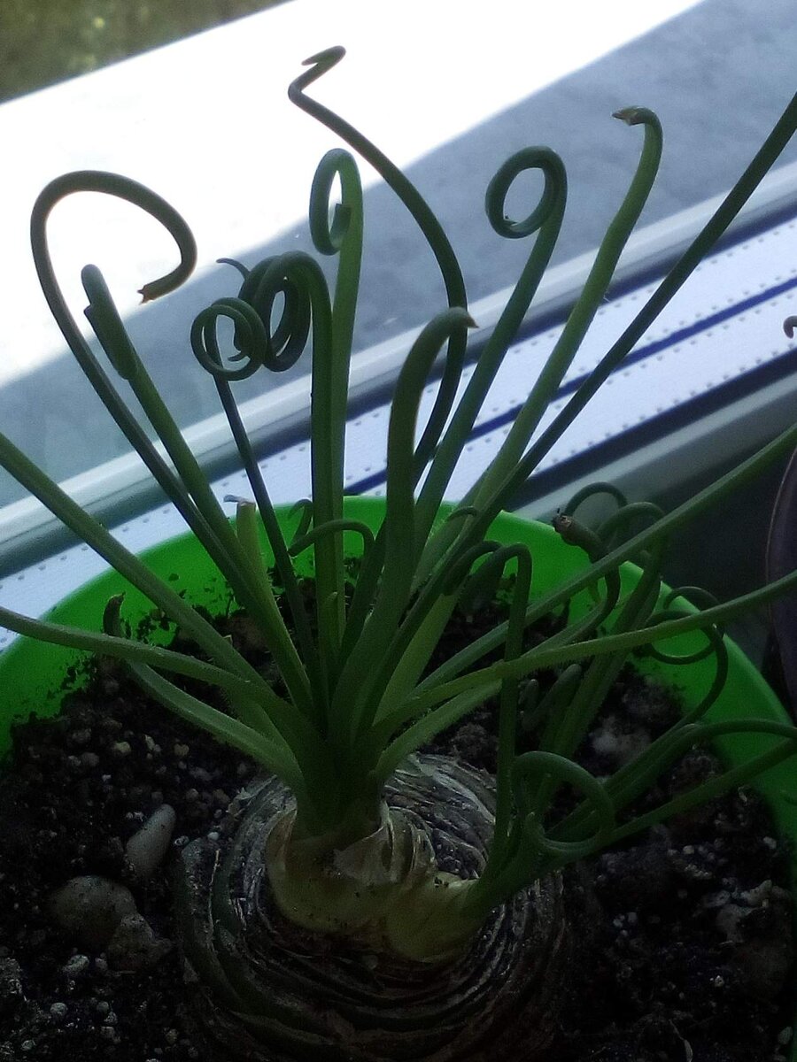 Моя Альбука