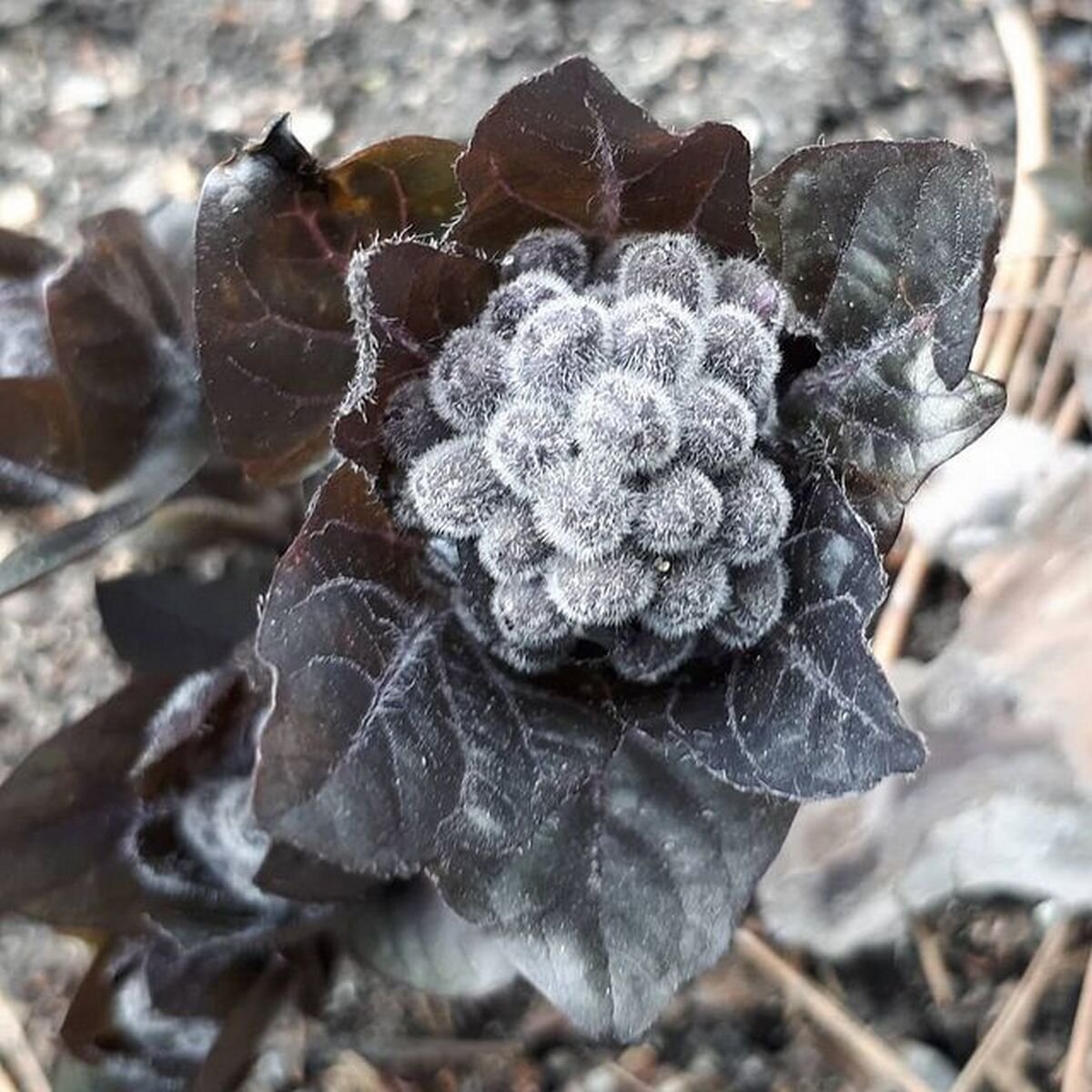 Молодой побег  Пузырницы  физалисовой (Scopolia physaloides).  Фото с сайта https://www.picuki.com/media/2298183892125533883