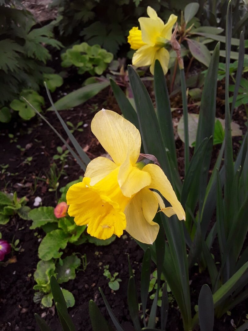 Крупные луковицы цвели