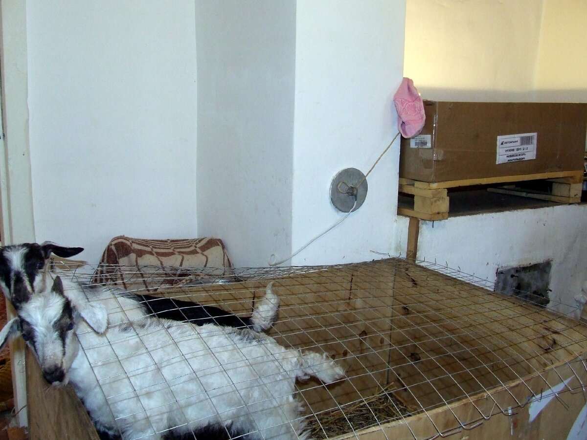 Вот эти хулиганы рогатые, а на печке ящик с цыплятами.
