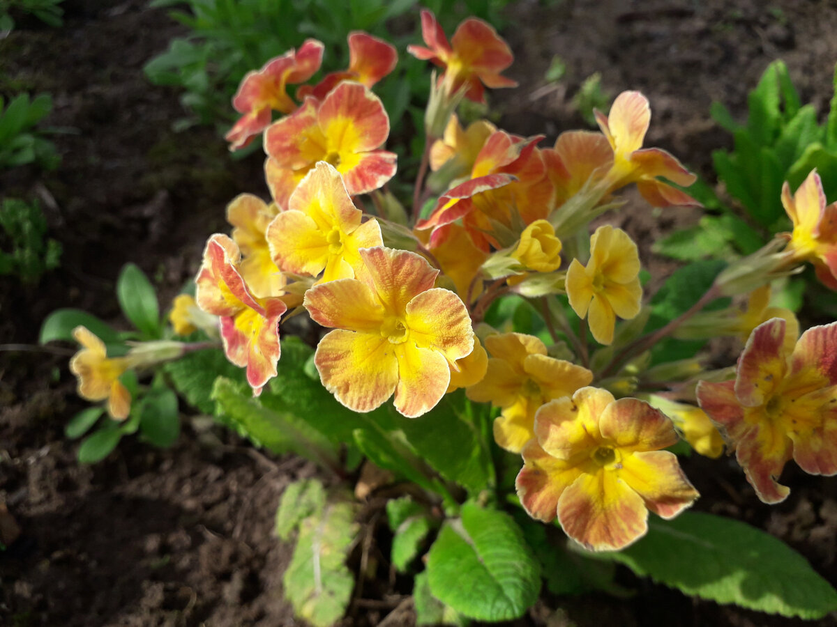 Примула полиантовая