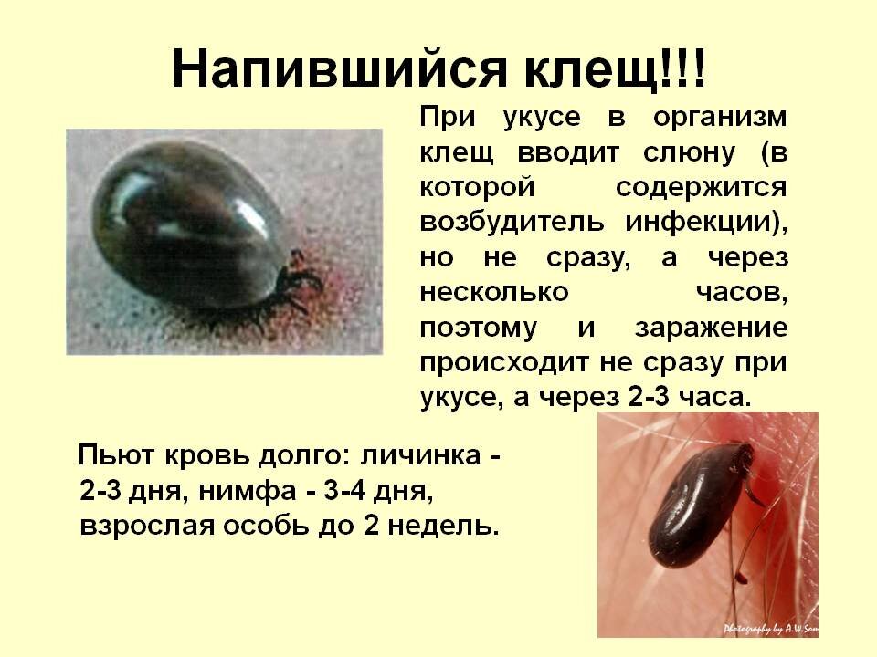 Как выглядит клещ на собаке напившийся крови