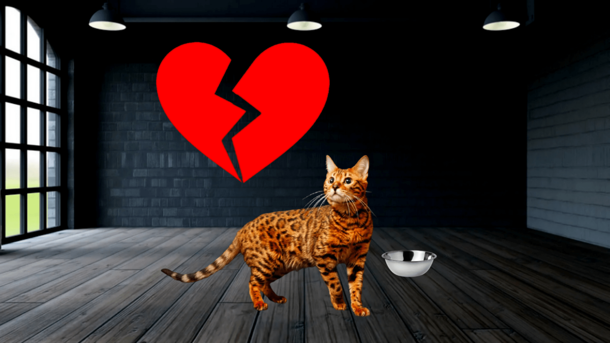 Что значить любить кошку?