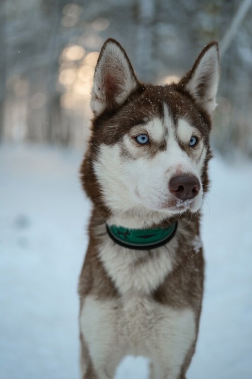 Клюква