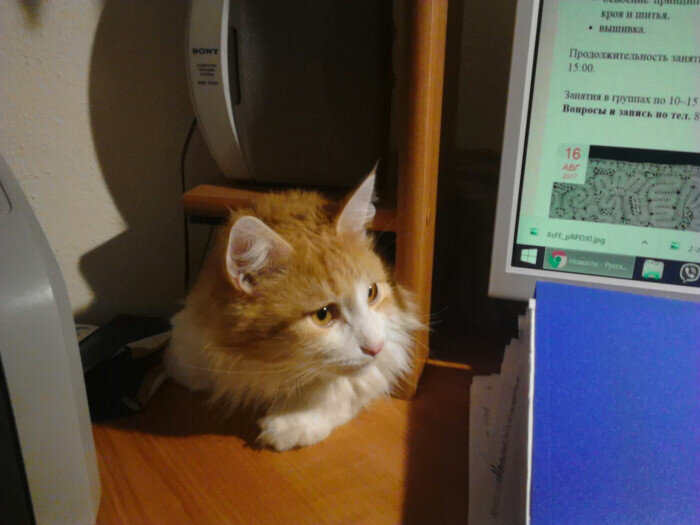 Котик Нафаня. Источник фото: https://m.ok.ru/group/55300400218141/topic/68030857565469