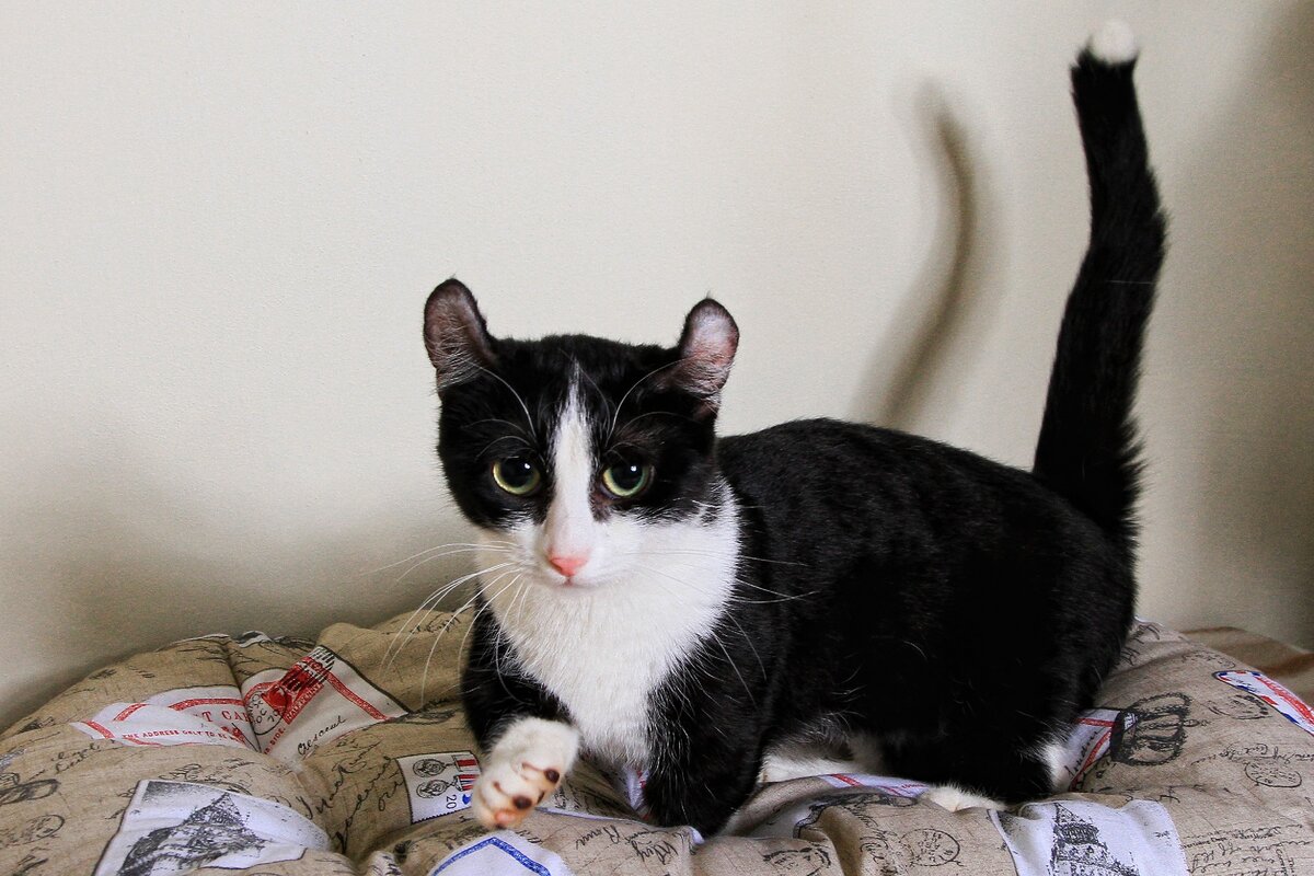 - Возьми меня с собой! Со мной весело😸(Источник: wikipedia)