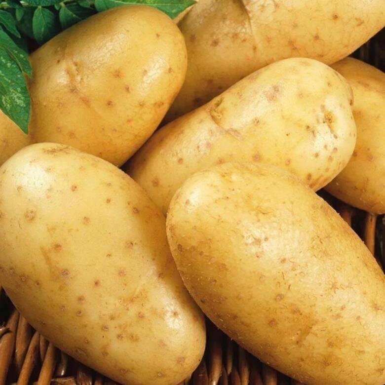 5 секретов хорошего урожая картофеля. Собираем по ведру с куста.