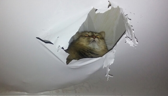 Кошка в натяжном потолке - 58 фото