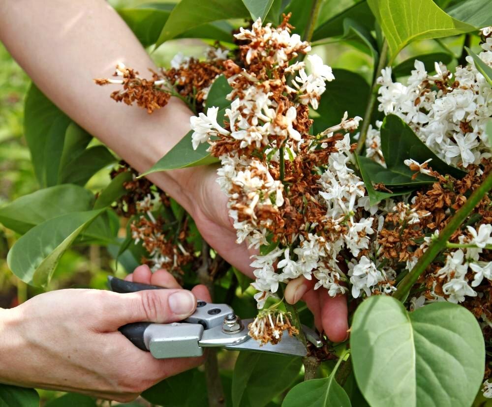 Когда сирень отцветёт, срезайте старые соцветия над хорошо развитой парой листьев.